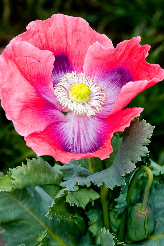 Papaver 'Pink Flamingo'