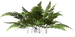 Цветы в PNG